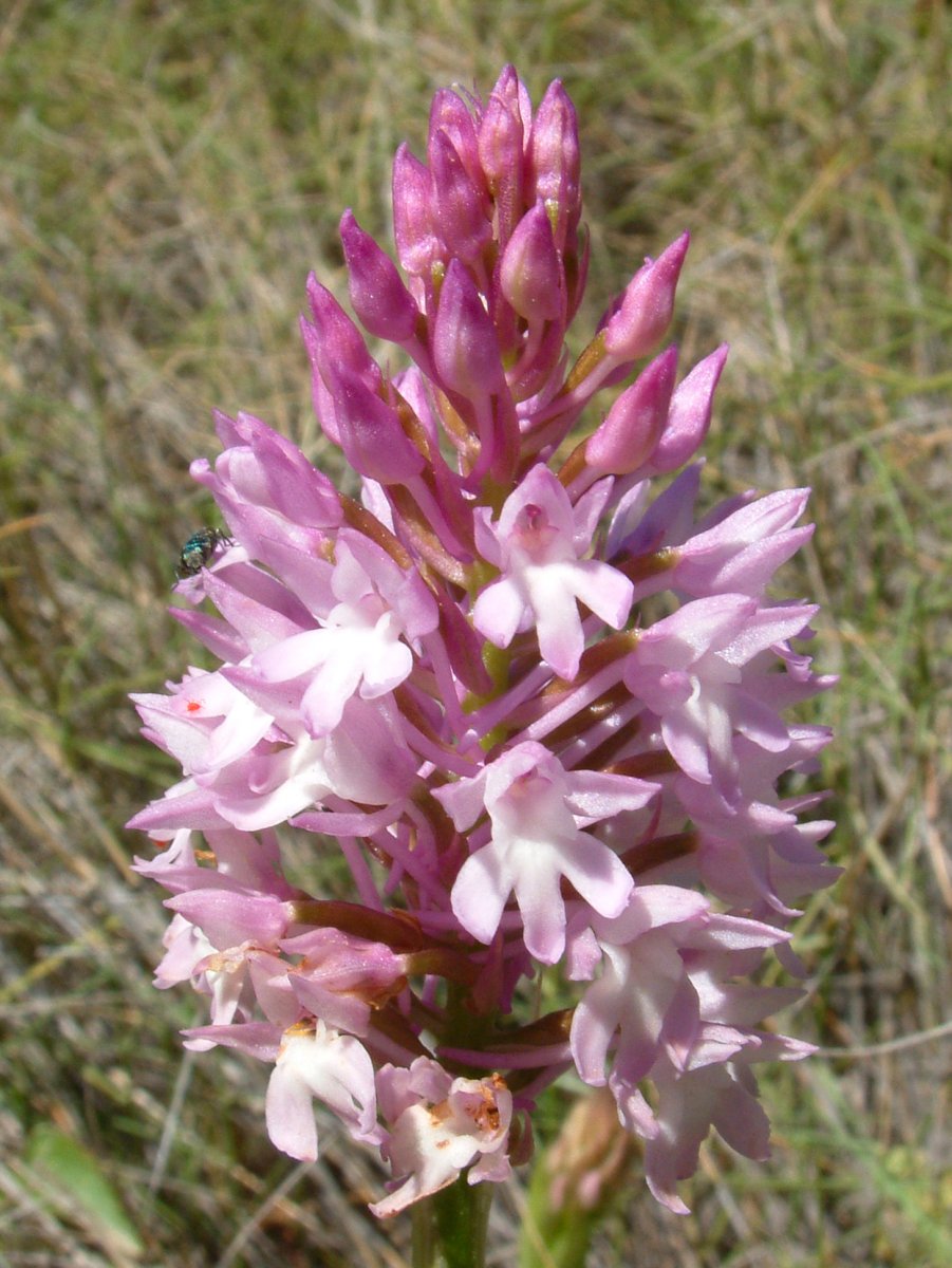 Ultime orchidee per quest''anno - Dalla Grecia con passione